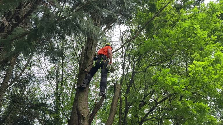 How Our Tree Care Process Works  in  Highlands, NC